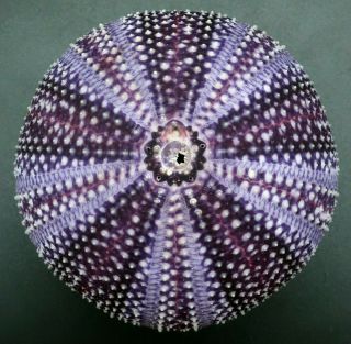Dark Purple: Echinus Esculentus 80.  5 Mm Sea Urchin North Sea