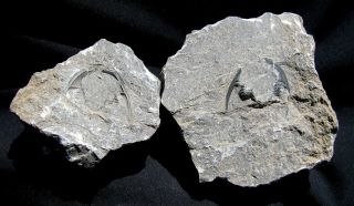 Extinctions - Cool,  Large Cornuproetus Fossil Trilobite Unprepared Cross Section