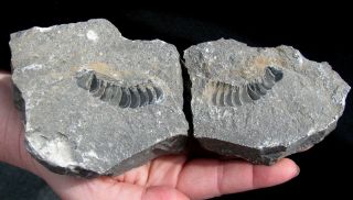 Extinctions - Large,  Detailed Phacops Fossil Trilobite Unprepared Cross Section