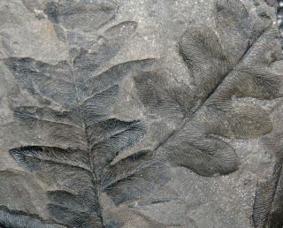 Very Rare,  Perfectly Preserved Carboniferous Fossil Plant