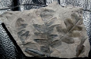 Very rare,  perfectly preserved Carboniferous fossil plant 3