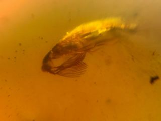 Rare Rhipiphoridae beetle&fly Burmite Myanmar Amber insect fossil dinosaur age 2