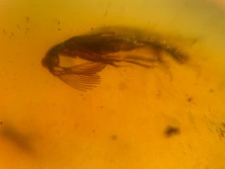 Rare Rhipiphoridae beetle&fly Burmite Myanmar Amber insect fossil dinosaur age 3