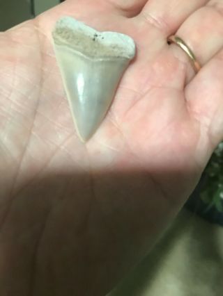 Razor Sharp Glossy 1.  72 " Fossil Mako Shark Tooth Lee Creek Mine Aurora,  Nc
