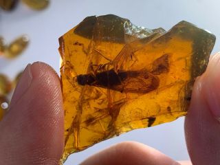 7.  3g Raw Stone Mastotermitidae Termite Burmite Amber Insect Fossil Dinosaur Age