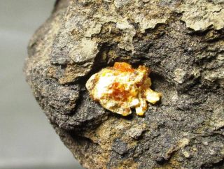 Cretaceous Amber Droplet In Matrix - Hell Creek Fm,  Sd Fossil