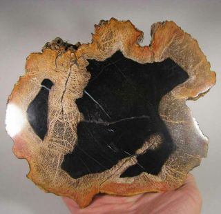 8 " Polished Petrified Wood Slab Fossil - Indonesia - 1.  7 Lbs.