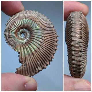 4,  9 Cm (1,  9 In) Ammonite Kosmoceras Pyrite Jurassic Russia Fossil Ammonit