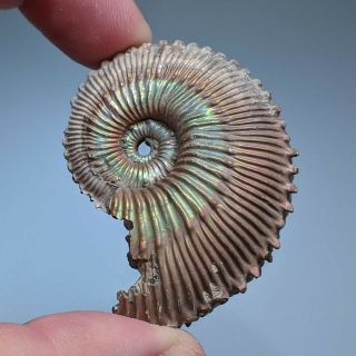 4,  9 cm (1,  9 in) Ammonite Kosmoceras pyrite jurassic Russia fossil ammonit 2