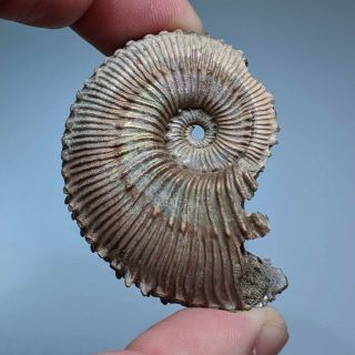 4,  9 cm (1,  9 in) Ammonite Kosmoceras pyrite jurassic Russia fossil ammonit 3