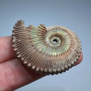 4,  9 cm (1,  9 in) Ammonite Kosmoceras pyrite jurassic Russia fossil ammonit 4