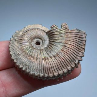 4,  9 cm (1,  9 in) Ammonite Kosmoceras pyrite jurassic Russia fossil ammonit 5