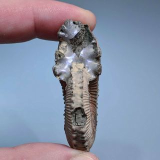 4,  9 cm (1,  9 in) Ammonite Kosmoceras pyrite jurassic Russia fossil ammonit 6