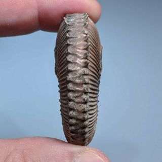 4,  9 cm (1,  9 in) Ammonite Kosmoceras pyrite jurassic Russia fossil ammonit 7