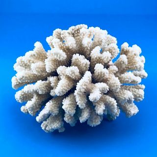 Natural White Finger Brown Stem Coral