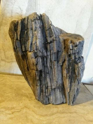 Arizona Petrified Wood Round