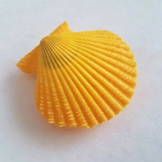 Seashell Mimachlamys Nobilis Exceptional Buttercup Shell Reserved For Collector