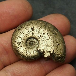 38mm Harpoceras Ammonite Pyrite Mineral Fossil Ammoniten France