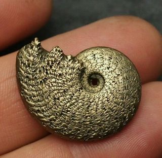 29mm Osperlioceras Ammonite Pyrite Mineral Fossil Ammoniten France