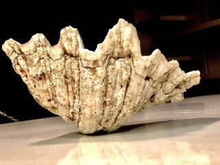 Rare Natural Giant Clam Shell - 1.  5kg ‘tridacna Gigas’ Incredibly