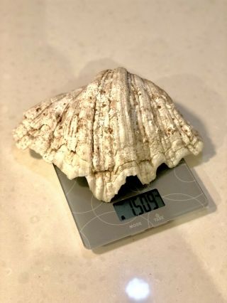 Rare Natural GIANT CLAM SHELL - 1.  5kg ‘Tridacna gigas’ Incredibly 2