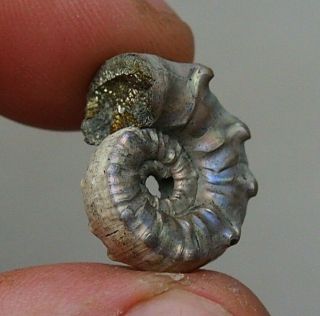 21mm Euaspidoceras Sp.  Pyrite Ammonite Fossils Callovian Fossilien Russia