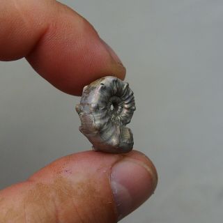 21mm Euaspidoceras sp.  Pyrite Ammonite Fossils Callovian Fossilien Russia 2