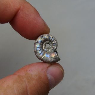 21mm Euaspidoceras sp.  Pyrite Ammonite Fossils Callovian Fossilien Russia 3