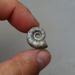 21mm Euaspidoceras sp.  Pyrite Ammonite Fossils Callovian Fossilien Russia 4