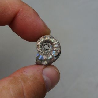 21mm Euaspidoceras sp.  Pyrite Ammonite Fossils Callovian Fossilien Russia 5
