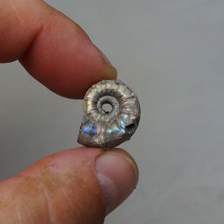 21mm Euaspidoceras sp.  Pyrite Ammonite Fossils Callovian Fossilien Russia 6