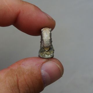 21mm Euaspidoceras sp.  Pyrite Ammonite Fossils Callovian Fossilien Russia 7
