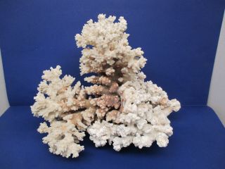 Natural White Coral Reef Specimen Sea Ocean Coastal Aquarium Large 11 " X 12 " S11