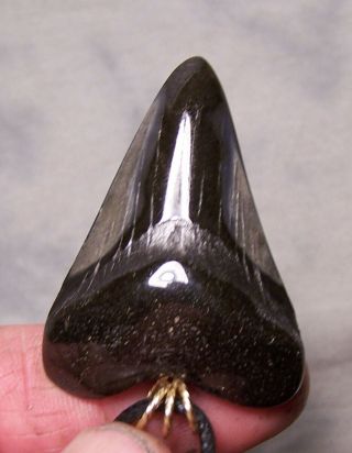 1 3/4 " Megalodon Shark Tooth Teeth Wireless Pendant Fossil Necklace Jaw Scuba