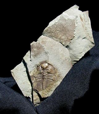 Extinctions - Very Affordable Nephrolenellus Trilobite Fossil,  Nev -