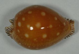 Cypraea Guttata 64.  84mm Rare Specimen Balut Is,  Philippines