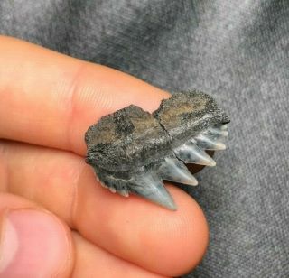 Sharp 0.  98 " Cow Shark Tooth Teeth Fossil Sharks Necklace Jaws Hexanchus Meg