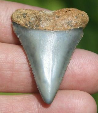1 3/4 " Fossil Great White Shark Tooth Authentic Carcharodon Carcharias
