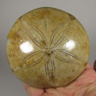 3.  7 " Polished Fossil Sea Urchin Jurassic Period - Sakaraha,  Madagascar