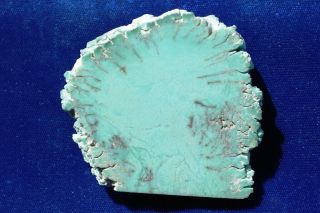 A Polished Stand Chromium Green Petrified Wood Piece From Arizona E117