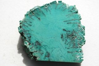 A Polished Stand Chromium Green Petrified Wood piece from Arizona E117 2