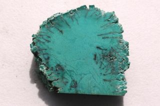 A Polished Stand Chromium Green Petrified Wood piece from Arizona E117 4