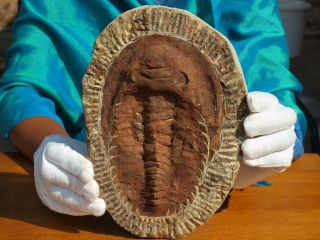 Huge 9.  0 " Inch Trilobite Fossil Andalusiana Cambropallas