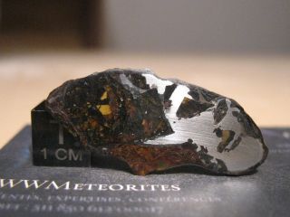 Meteorite NWA 10023 - Pallasite full slice (Anomalous - Plessitic) 2