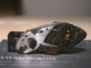 Meteorite NWA 10023 - Pallasite full slice (Anomalous - Plessitic) 3