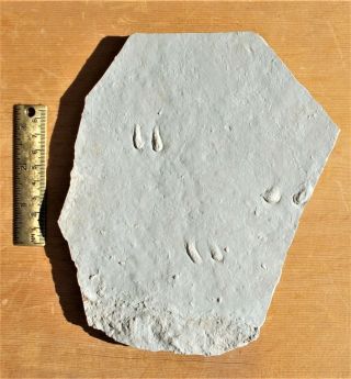 Crab Pincer And Tip Marks.  El Pueblo Early Permian.