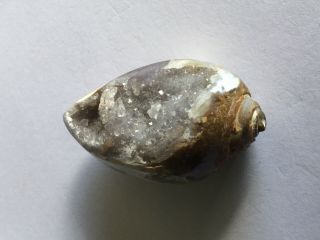 24.  45g 100 Natural Unique Druzy Quartz Crystal Fossil Gastropod