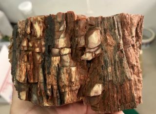 REILLY’S ROCKS: Arizona Rainbow Petrified Wood With Vibrant Colors,  4 Lbs 6