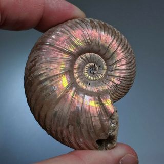 6 Cm (2,  4 In) Ammonite Shell Quenstedtoceras Jurassic Pyrite Russia Fossil