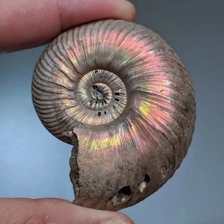 6 cm (2,  4 in) Ammonite shell Quenstedtoceras jurassic pyrite Russia fossil 2